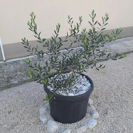 Apartmán Ana Marija Gruda