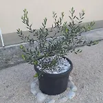 Apartman Ana Marija Gruda